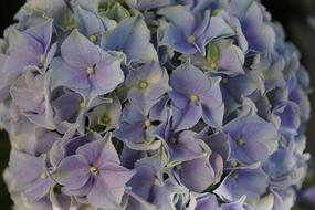 Flower Purple Hydrangea