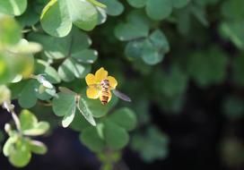 Grass Vinegar Sauce Flower Clover