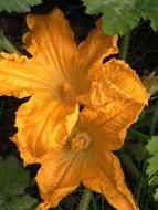 Flower Flowers Yellow Zucchini