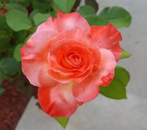 Rose Brigadoon