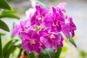 Orchid Pink