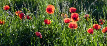 Spring wild poppies in the grass