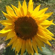 Sunflower Flower