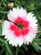 Flower Gardening