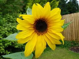 Sunflower Seeds Flower