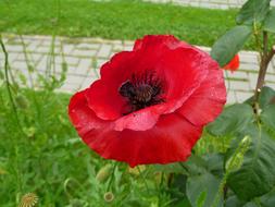 Poppy Flower