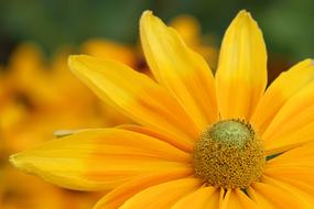 Coneflower Blossom Bloom