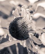 Sunflower Helianthus Annuus