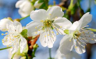 Spring Flowers Cherry Blossoms