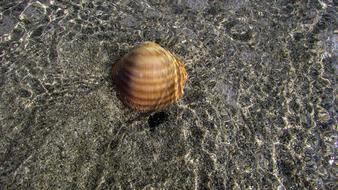 Shell Beach Sea