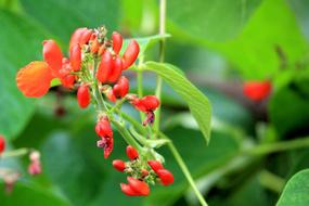 Beans Bloom Blossom