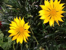 Gazania Flower