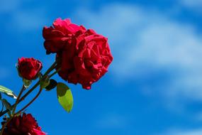 Rose Flower Blossom