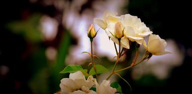 white rose on a branch in the garden