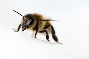 Bee Close Up