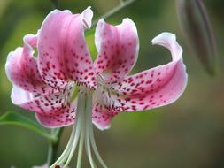 Flower Orchid Blossom