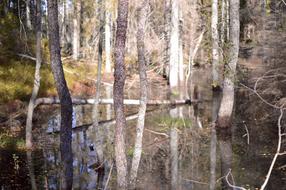 Tree Birch Pine