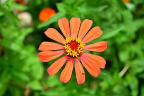 Beautiful orange zinia in the garden