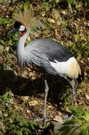 Crane Grey Bird