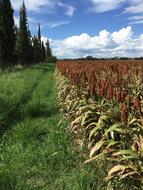 Field Culture Cereals