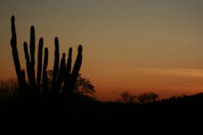 the silhouette of cacti in the evening