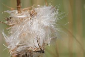 wilted seeds of a downy plant
