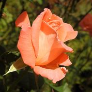 Rose Bloom Pink
