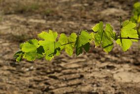 Leaf Vine Vineyard Autumn