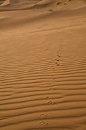Sand Sahara Traces Desert