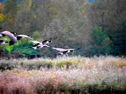 Geese Migratory Birds in nature