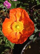 Poppy Flower Orange