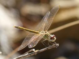 dragonfly wings unusual