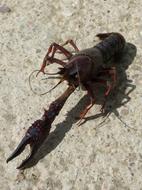 sea crab with a long claw