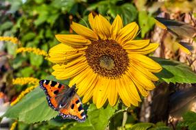 Sunflower Raindrop Butterfly Close