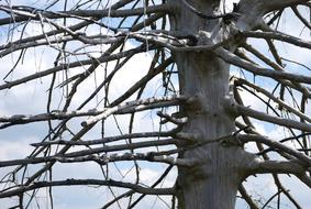 Tree Arid Tribe