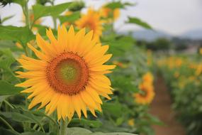 beautiful yellow sunflower in the garden