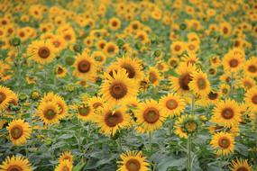 Sunflower Let Reonpam
