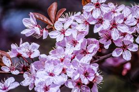 Spring Flower Sunshine