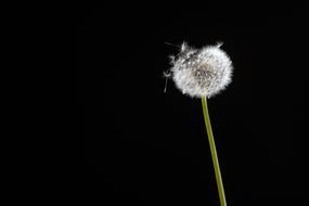 Black Flower Dandelion