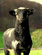 cute black sheep in the field