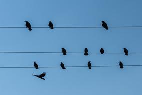 a flock of black birds sits on wires