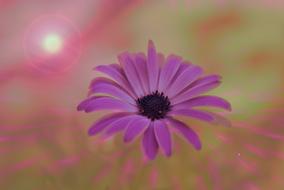 Flower Daisy Colors