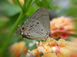 a large butterfly on orange flowers.