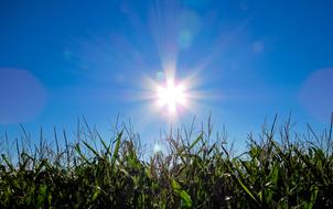 burning sun over the green field