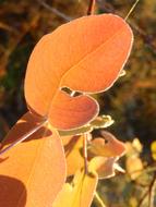 Dew Leaf Nature