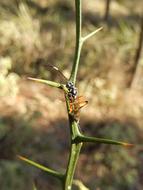 incredible Wasp Insect