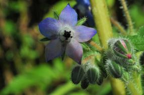 Borage Flower Blue