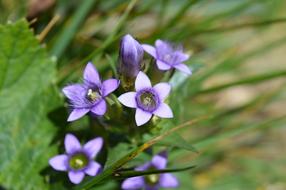 Flowers Violet Nature
