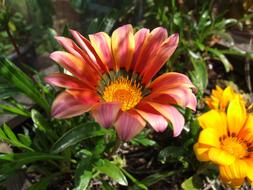 Flower Floral Garden