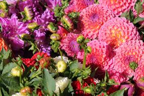 Dahlias Flowers Bud Late